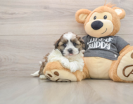 5 week old Havashu Puppy For Sale - Puppy Love PR