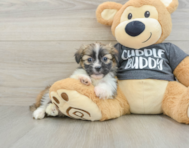 6 week old Havashu Puppy For Sale - Puppy Love PR