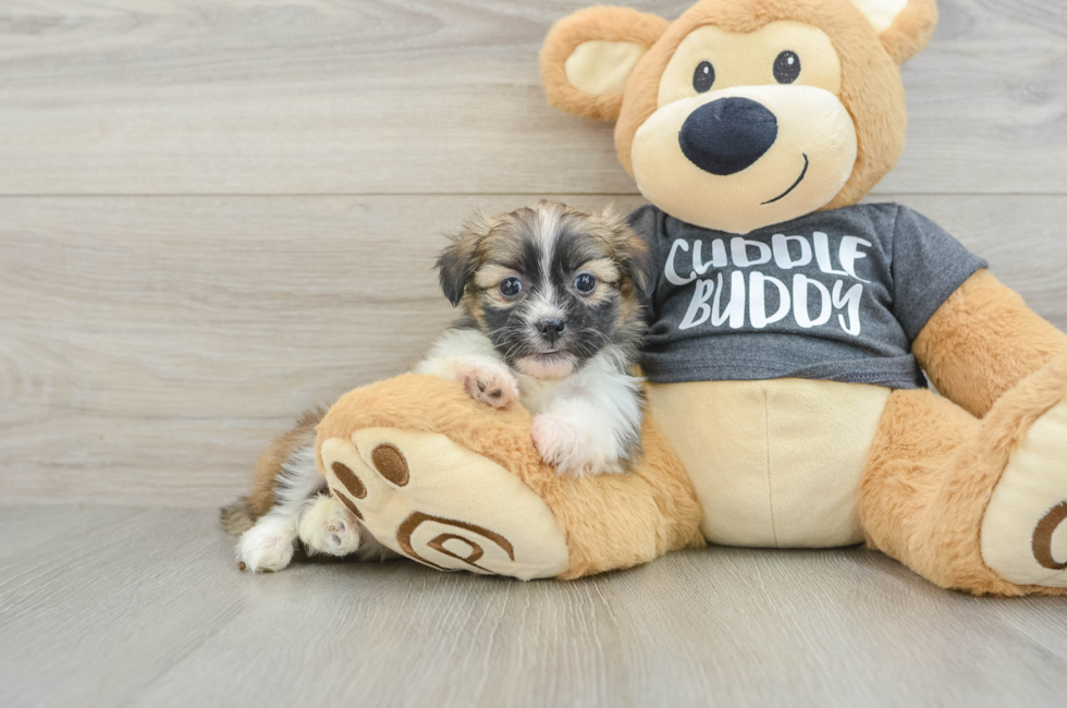 6 week old Havashu Puppy For Sale - Puppy Love PR
