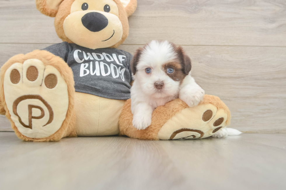 5 week old Havashu Puppy For Sale - Puppy Love PR