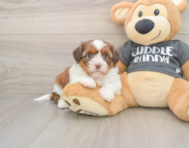 6 week old Havashu Puppy For Sale - Puppy Love PR