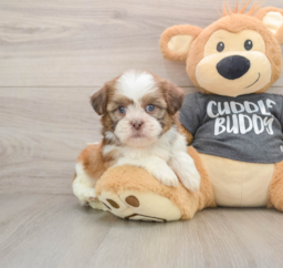 5 week old Havashu Puppy For Sale - Puppy Love PR