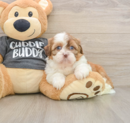 5 week old Havashu Puppy For Sale - Puppy Love PR