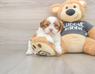 6 week old Havashu Puppy For Sale - Puppy Love PR