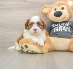 5 week old Havashu Puppy For Sale - Puppy Love PR