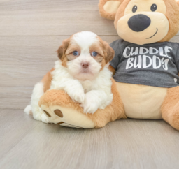 5 week old Havashu Puppy For Sale - Puppy Love PR