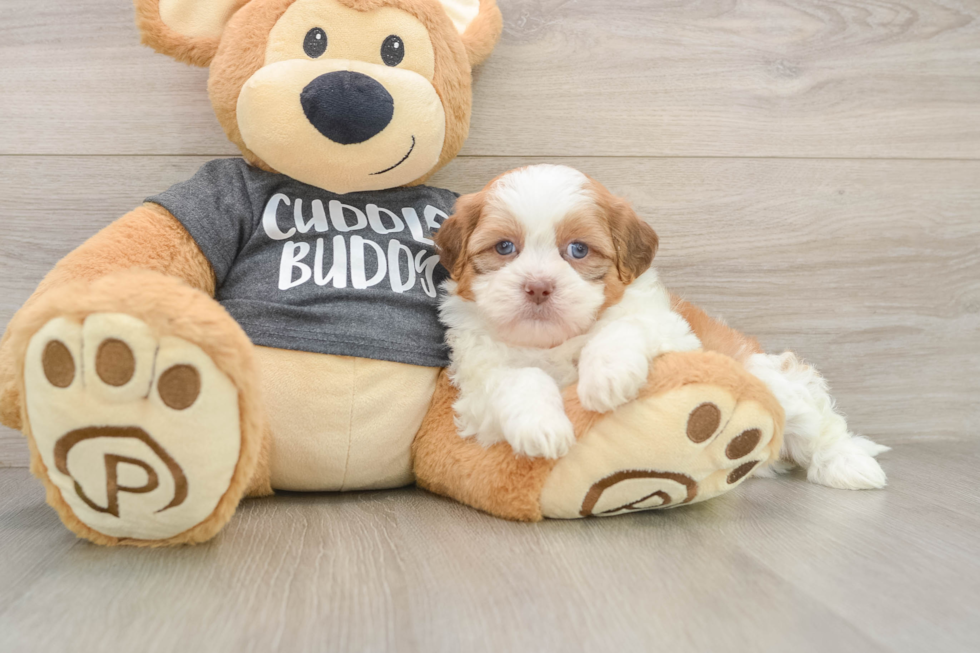 Popular Havashu Designer Pup