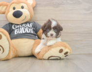 8 week old Havashu Puppy For Sale - Puppy Love PR