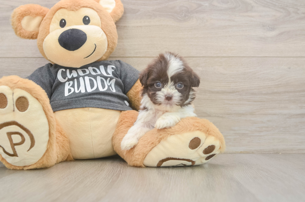 8 week old Havashu Puppy For Sale - Puppy Love PR