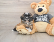 6 week old Havashu Puppy For Sale - Puppy Love PR