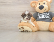 8 week old Havashu Puppy For Sale - Puppy Love PR