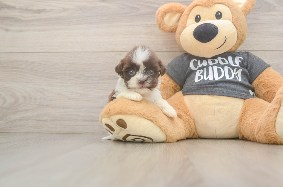 8 week old Havashu Puppy For Sale - Puppy Love PR