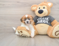 6 week old Havashu Puppy For Sale - Puppy Love PR