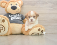7 week old Havashu Puppy For Sale - Puppy Love PR