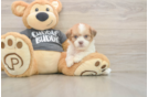 Hypoallergenic Havanese Shih Tzu Mix Designer Puppy