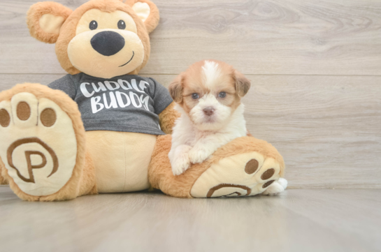 Hypoallergenic Havanese Shih Tzu Mix Designer Puppy