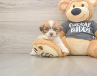 7 week old Havashu Puppy For Sale - Puppy Love PR