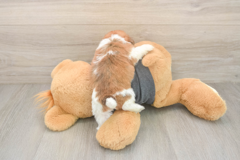 Smart Havashu Designer Pup