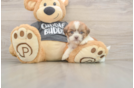Havashu Pup Being Cute