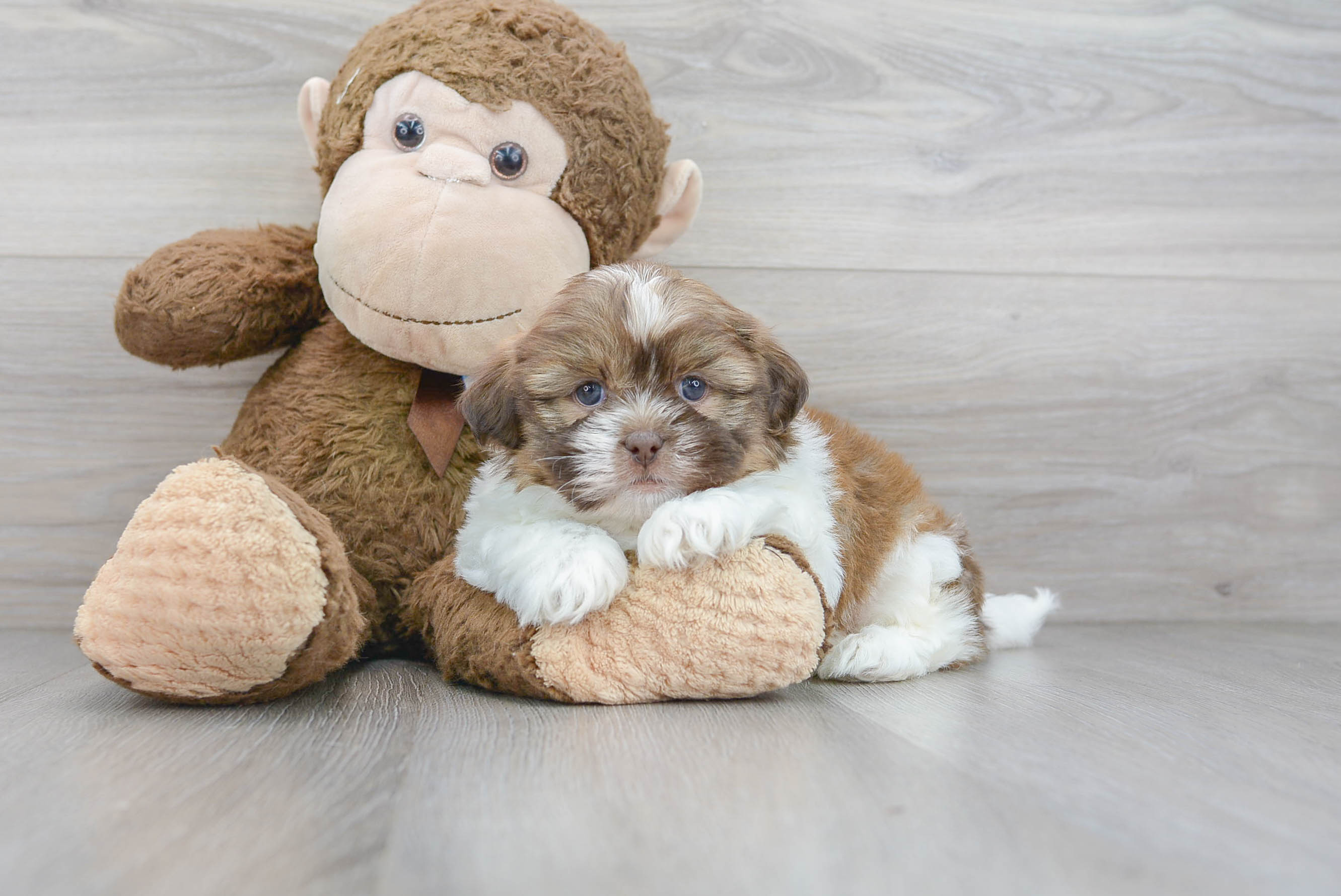 Havashu Pup Being Cute