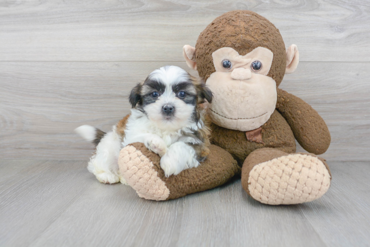 Meet Salvatore - our Havashu Puppy Photo 1/3 - Puppy Love PR Best Havashu Baby