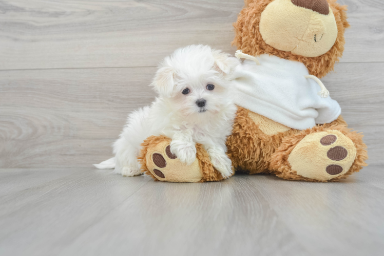 Maltese Pup Being Cute