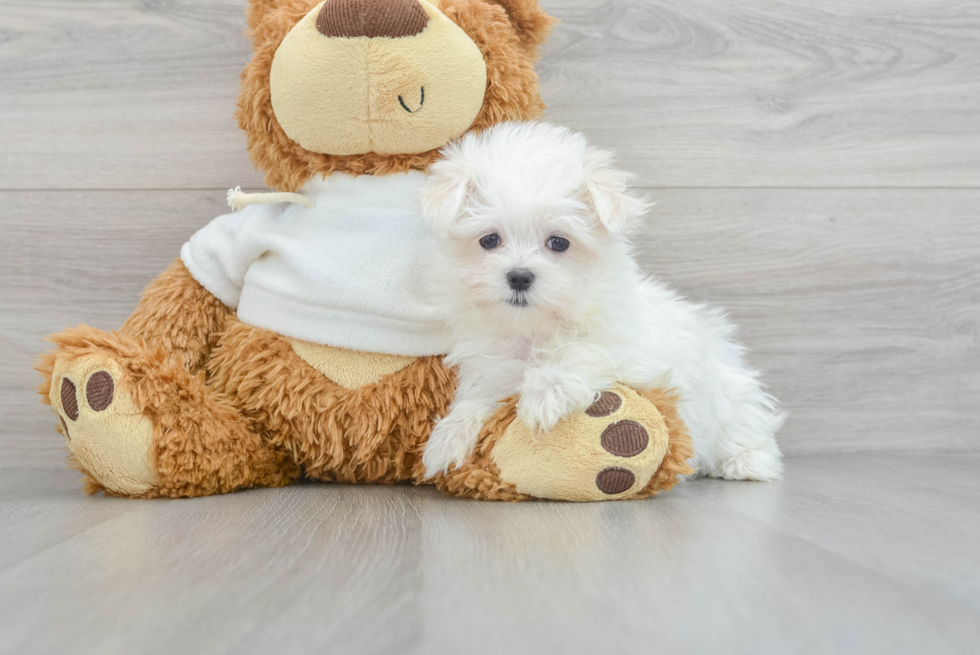 Funny Maltese Baby