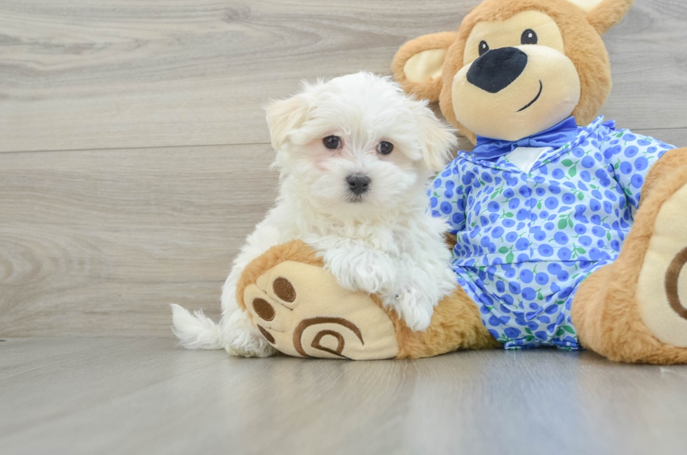 8 week old Maltese Puppy For Sale - Puppy Love PR