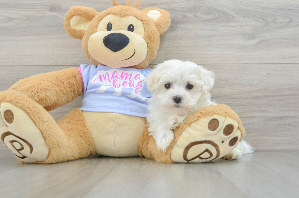 7 week old Maltese Puppy For Sale - Puppy Love PR