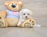7 week old Maltese Puppy For Sale - Puppy Love PR