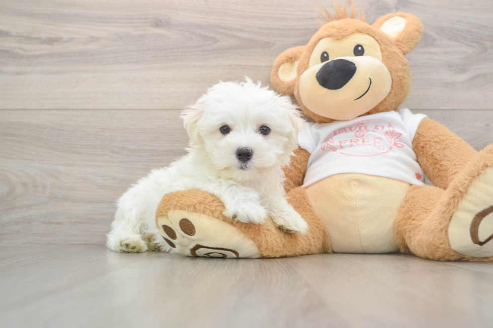 Maltese Puppy for Adoption