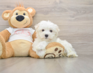 8 week old Maltese Puppy For Sale - Puppy Love PR