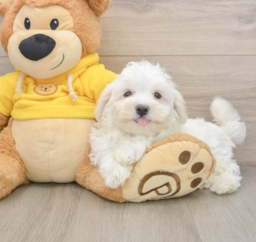 8 week old Maltese Puppy For Sale - Puppy Love PR