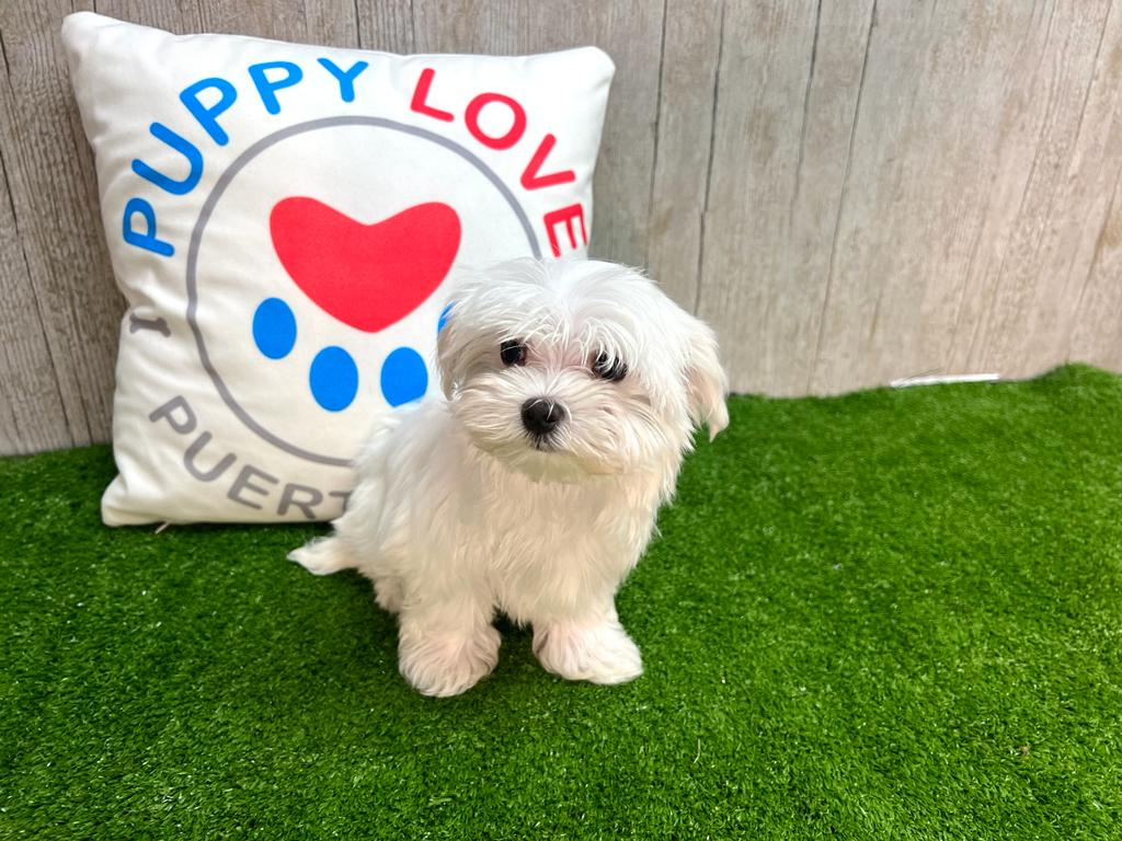 Best Maltese Baby