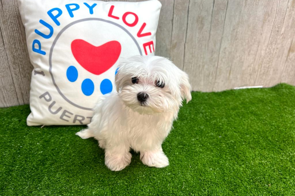 14 week old Maltese Puppy For Sale - Puppy Love PR