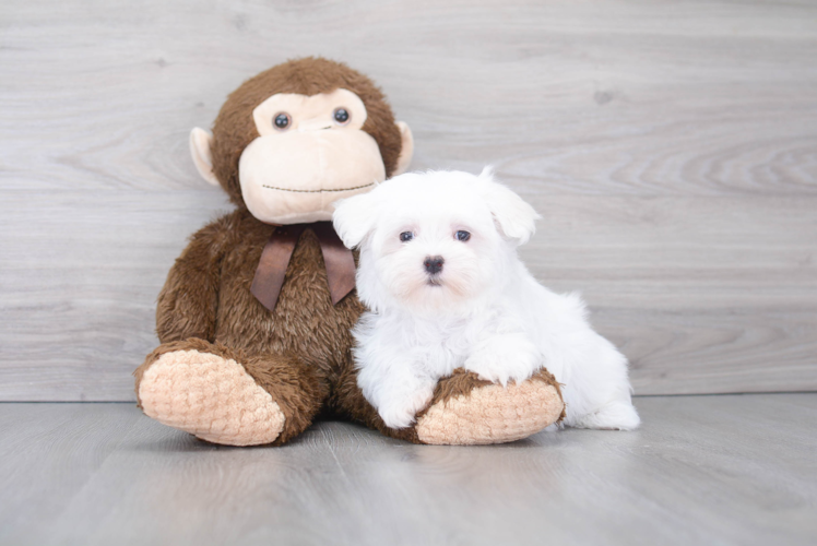 Meet Casper - our Maltese Puppy Photo 1/2 - Puppy Love PR Best Maltese Baby