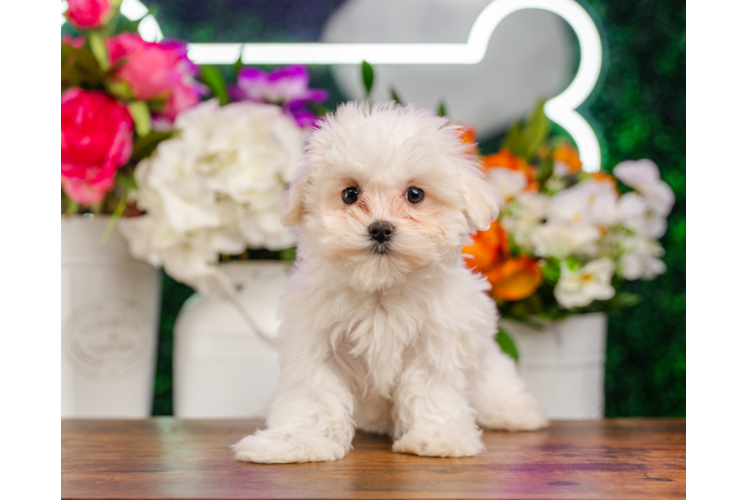 Maltese Pup Being Cute