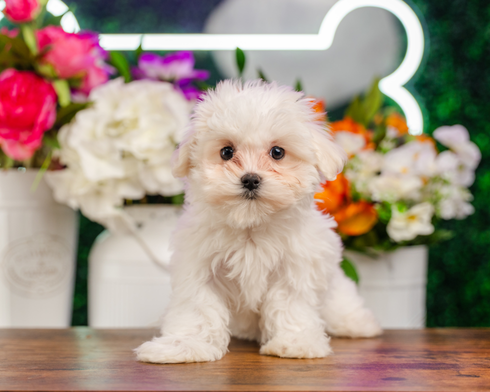 Maltese Pup Being Cute