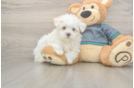 Maltese Pup Being Cute