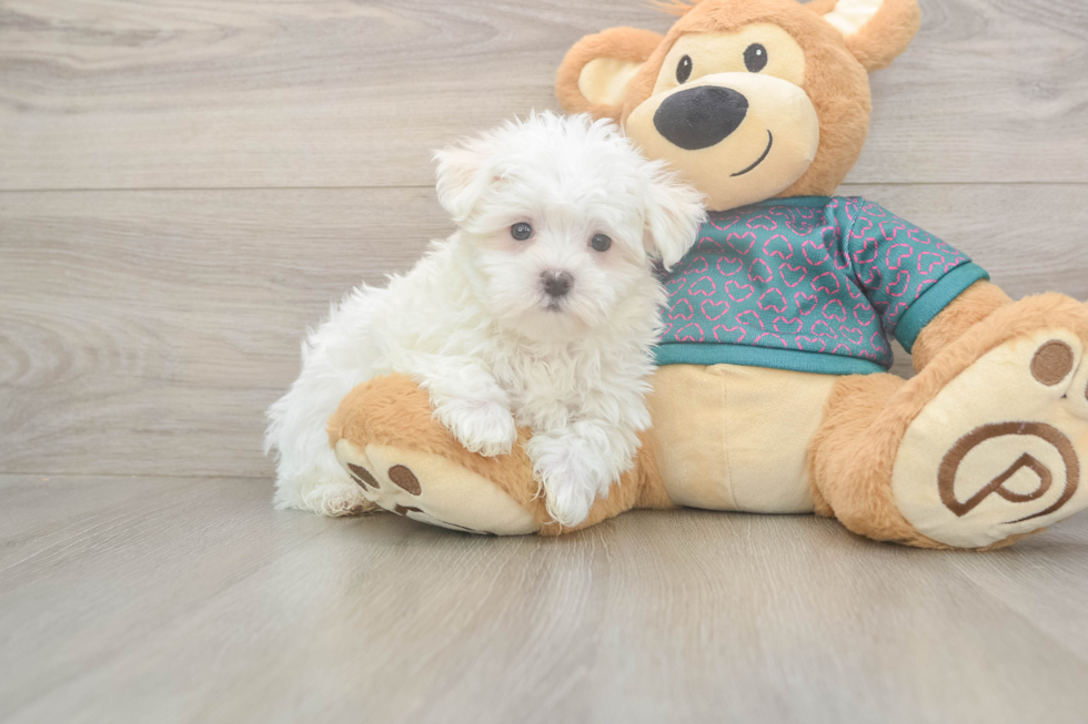 Maltese Pup Being Cute