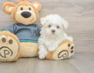 8 week old Maltese Puppy For Sale - Puppy Love PR