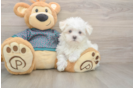 Playful Maltese Purebred Pup
