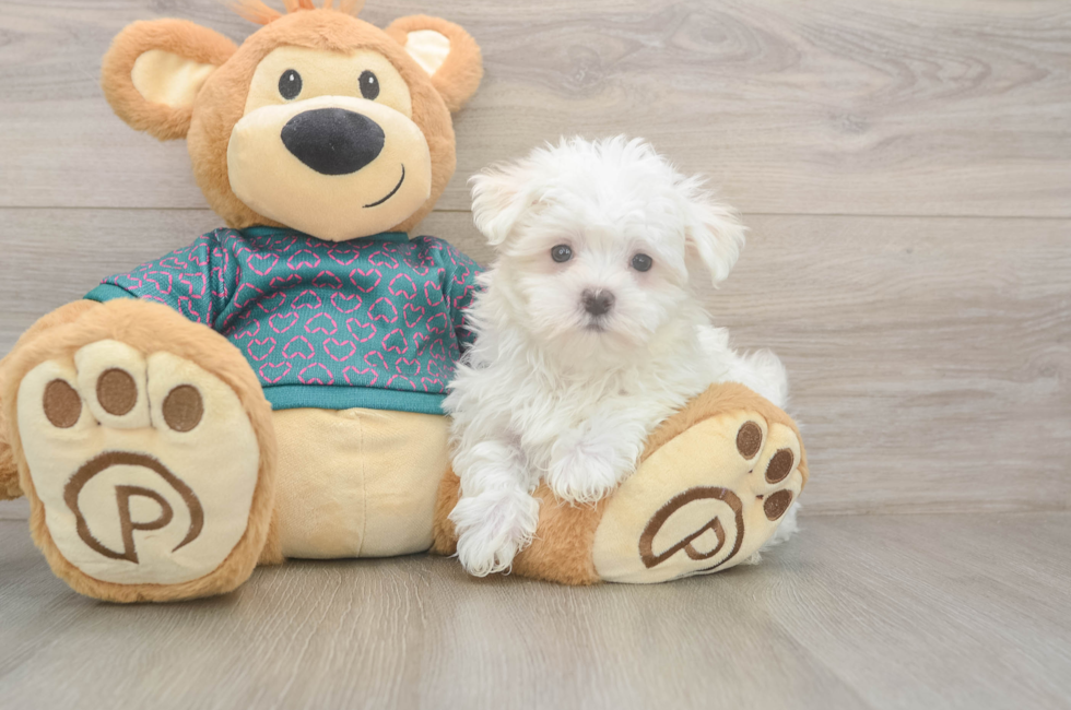 8 week old Maltese Puppy For Sale - Puppy Love PR