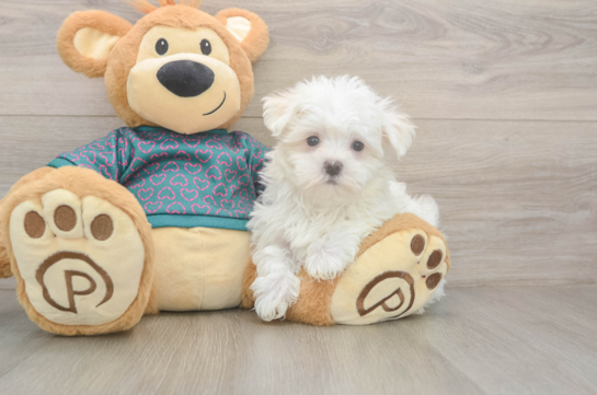 Playful Maltese Purebred Pup