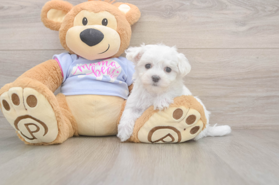 8 week old Maltese Puppy For Sale - Puppy Love PR