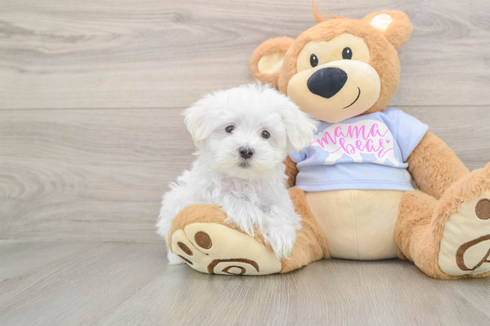 Maltese Puppy for Adoption