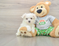 7 week old Maltese Puppy For Sale - Puppy Love PR