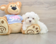 7 week old Maltese Puppy For Sale - Puppy Love PR