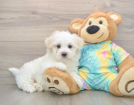 7 week old Maltese Puppy For Sale - Puppy Love PR