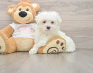 7 week old Maltese Puppy For Sale - Puppy Love PR
